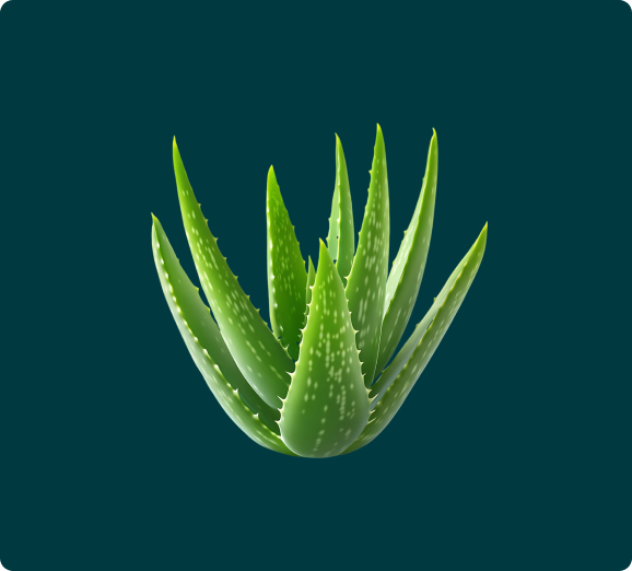 A close-up illustration of a green aloe vera plant against a dark teal background.
