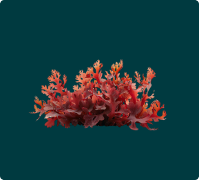 A clump of red, leafy seaweed or algae with frilly edges against a solid dark teal background.