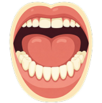 An illustration of a wide open mouth, showing the teeth, gums, and tongue.