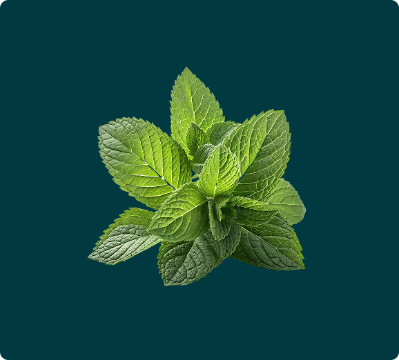 A fresh sprig of green mint leaves on a dark teal background.