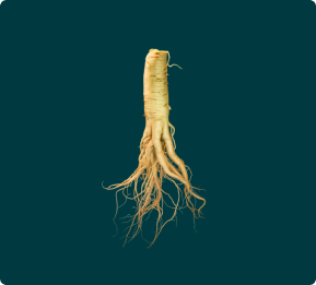 A single, light-colored root vegetable with many thin rootlets against a dark teal background.