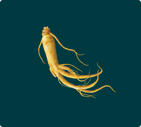 A single, fresh ginseng root with many tendrils, isolated against a dark teal background.