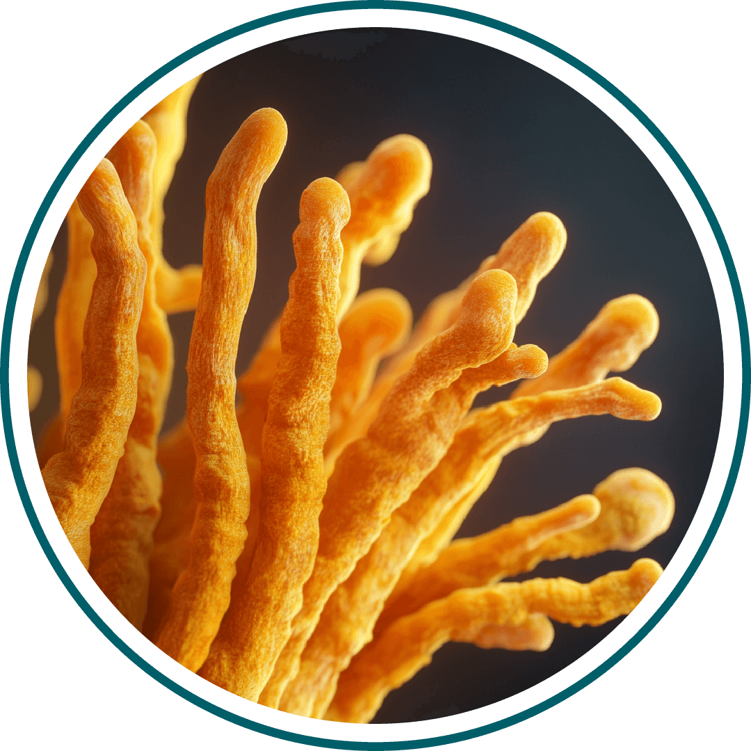 Close-up of orange, finger-like fungi against a dark background.