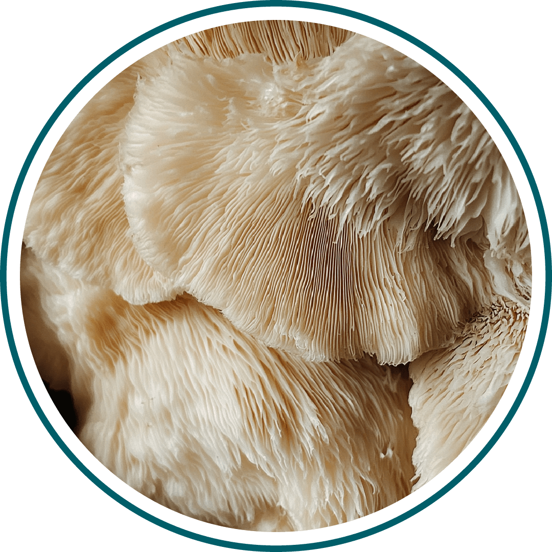 Close-up of white mushroom gills with intricate textures.