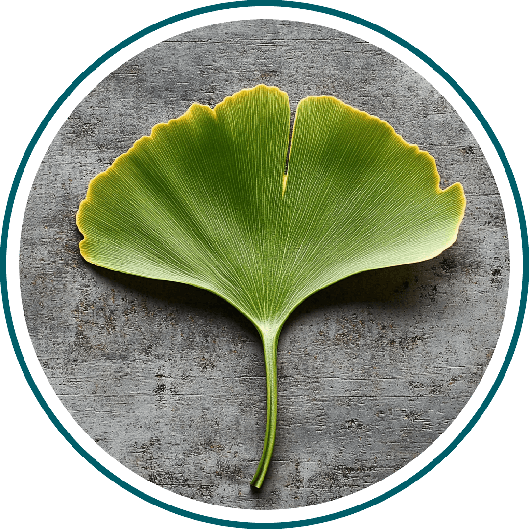 A single green ginkgo leaf on a textured gray background.