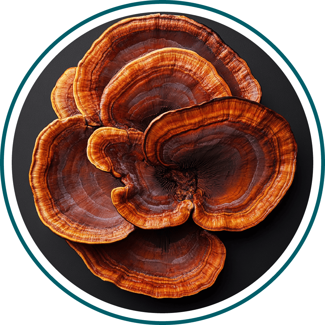Close-up of a brown, layered mushroom on a black background.