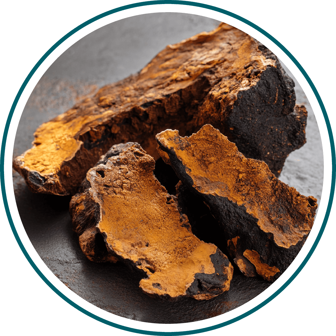 Close-up of brown and black textured chaga mushroom pieces.