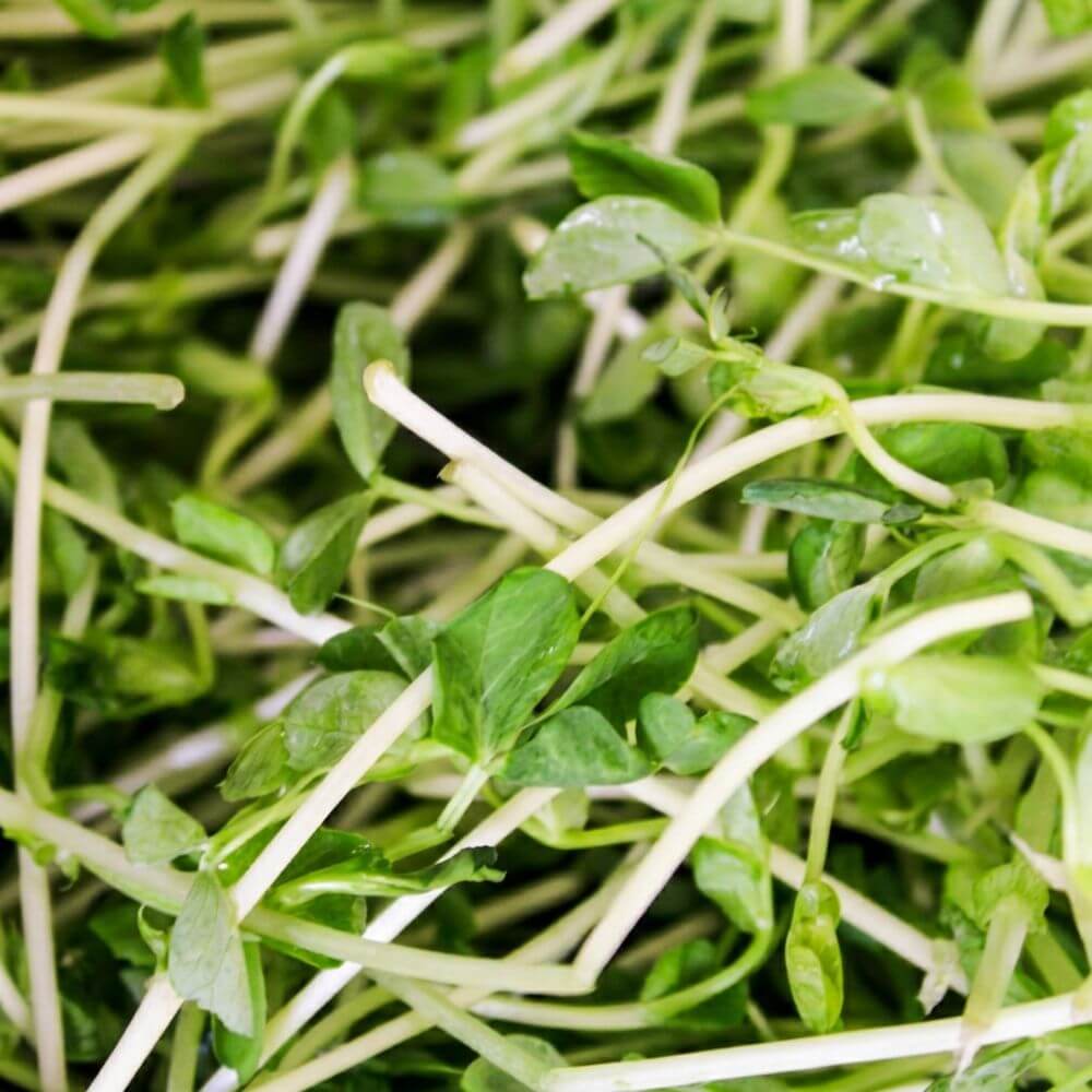 A close-up shot of a pile of fresh green pea shoots with pale stems and leaves.