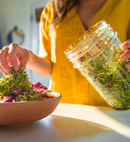 Glass sprouting jars full of fresh broccoli sprouts on a kitchen counter
