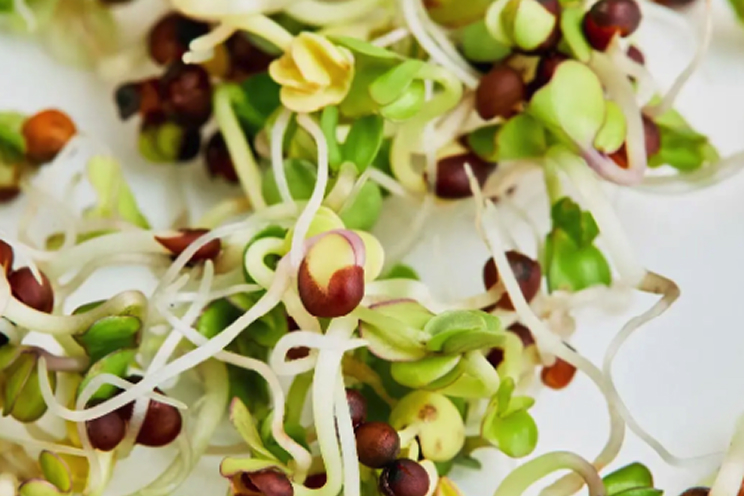 Close-up of fresh broccoli microgreens and sprouts