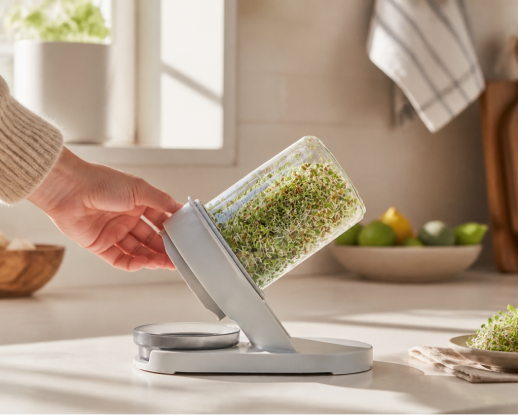 how sprouting works