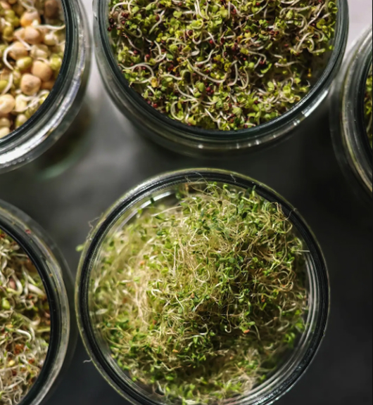 Hands lifting the lid on a glass sprouting jar filled with fresh sprouts