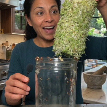 Day 5 of sprout harvesting