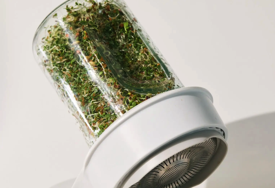 Glass sprouting jars with broccoli seeds ready to grow