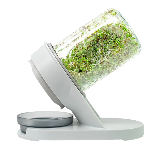 Glass sprouting jar full of sprouts tilted on its stainless steel stand