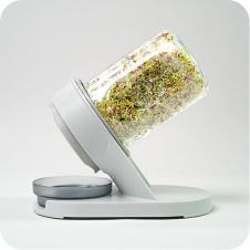 Day 3-4, Growth: sprouts filling the sprouter jar