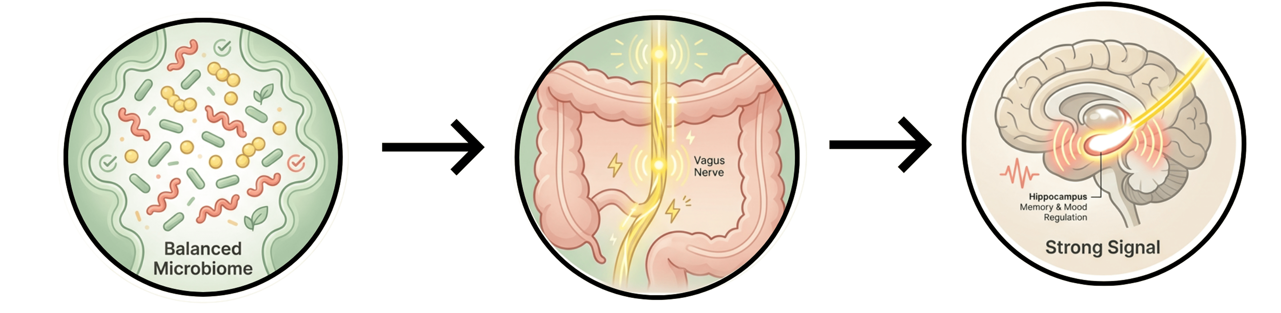 An infographic showing the connection between a balanced microbiome, the vagus nerve in the gut, and the brain.