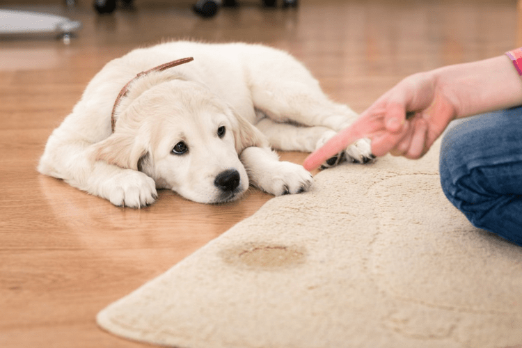 Puppy lying on floor next to a stained carpet, adult hand pointing at the stain.