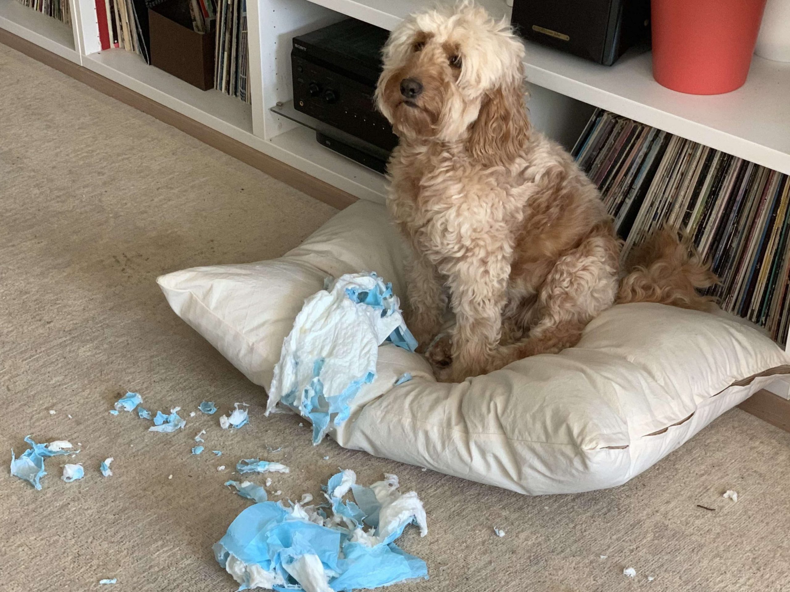 Dog sitting on a pillow with torn blue paper nearby.