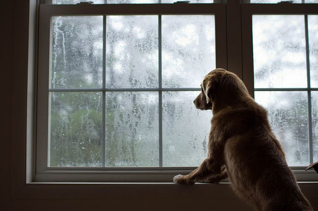 A dog looks out a rain-covered window with a contemplative posture.