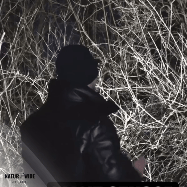 A person in dark clothing standing near illuminated branches at night.