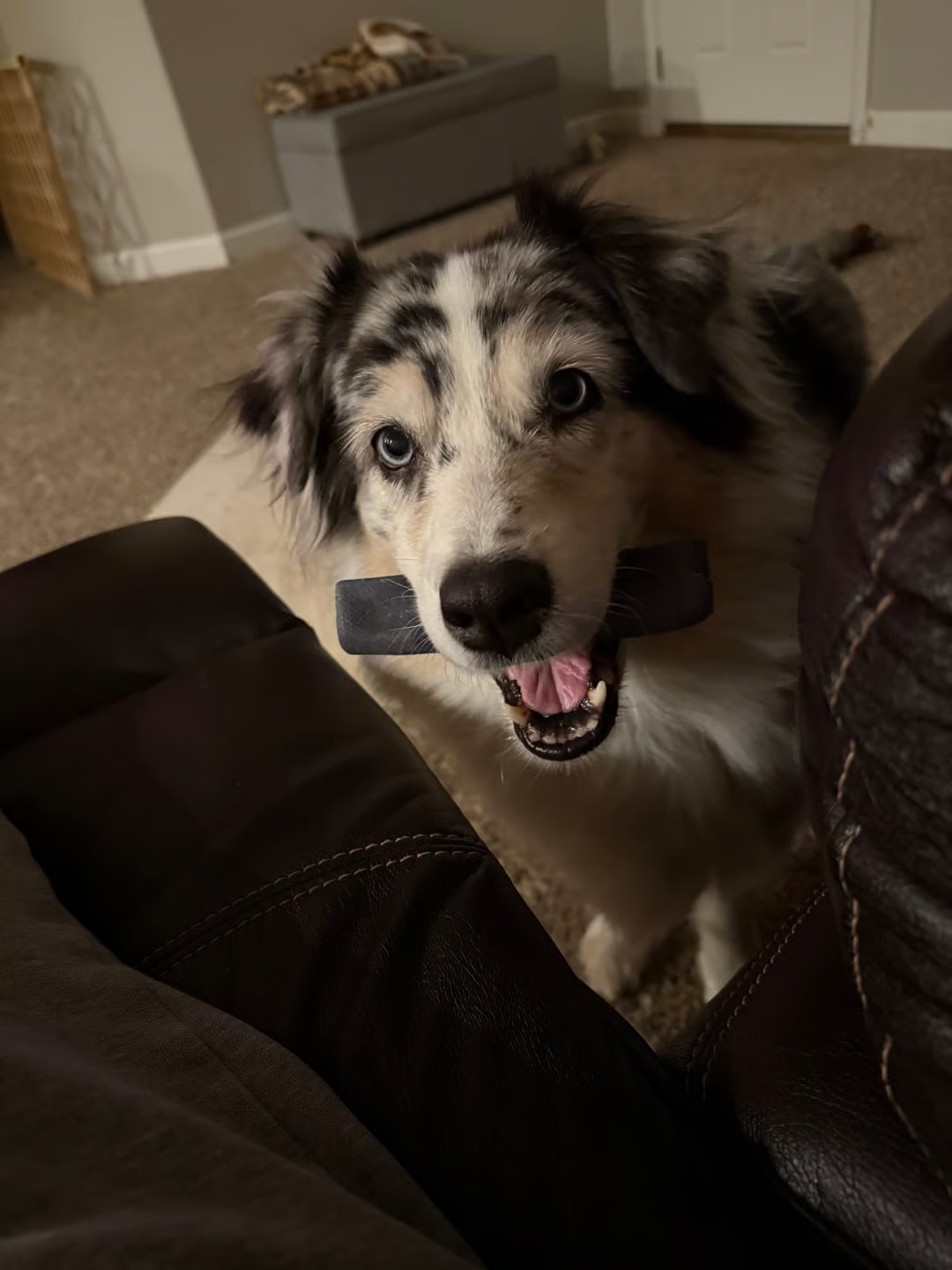 Premium Himalayan yak chews