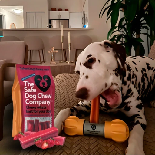 Happy dog safely chewing a yak chew