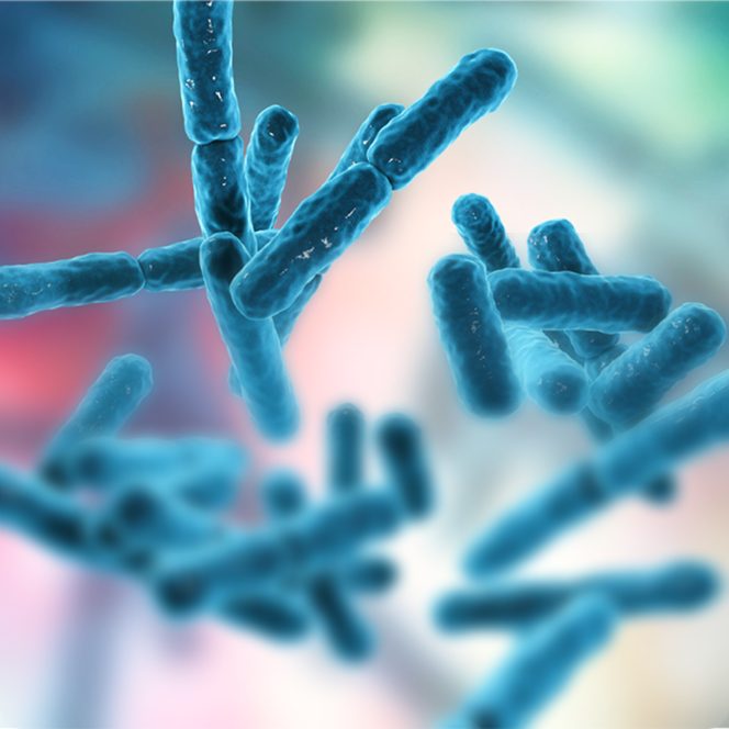 Close-up of blue rod-shaped bacteria on a blurred background.