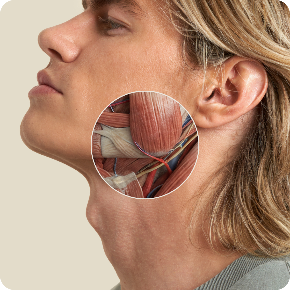 Anatomical diagram of the masseter and jaw structure
