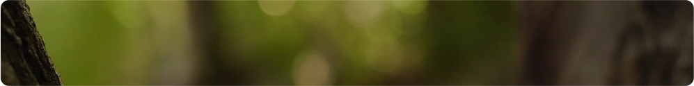 Blurred close-up of tree bark with green background.
