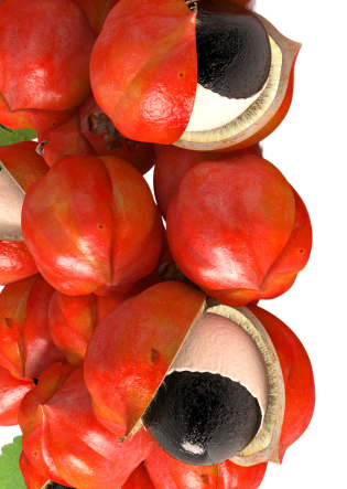 Cluster of red fruits with black seeds and green leaves.
