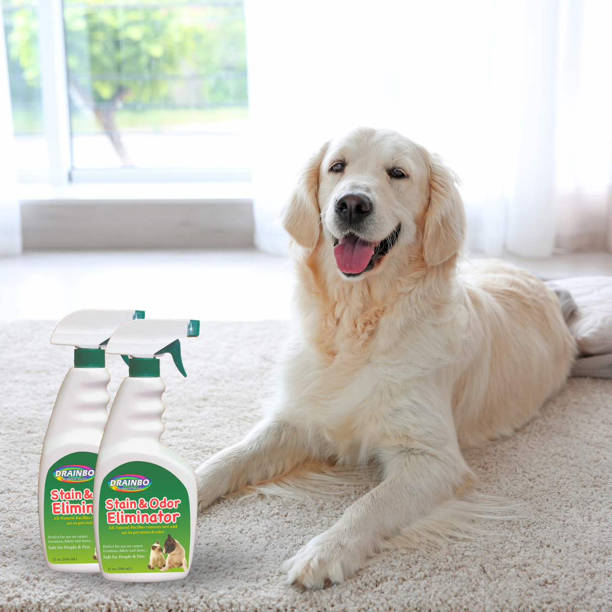 Golden retriever on carpet with two cleaning spray bottles.