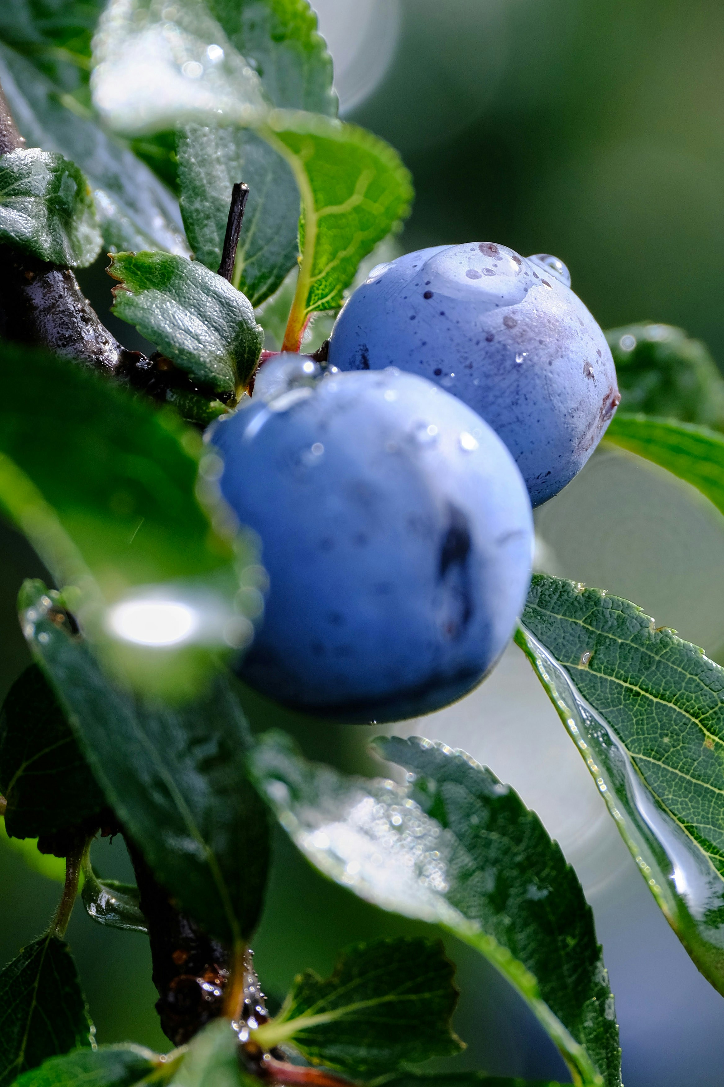 Close-up of two blue plums with water droplets on leaves.