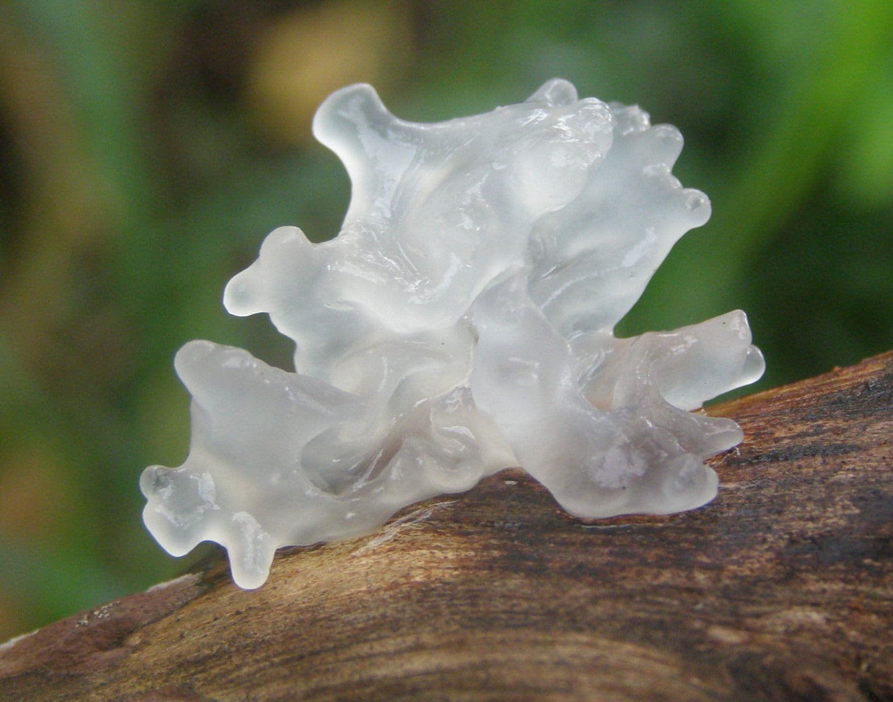 Translucent, jelly-like fungus on a piece of wood.