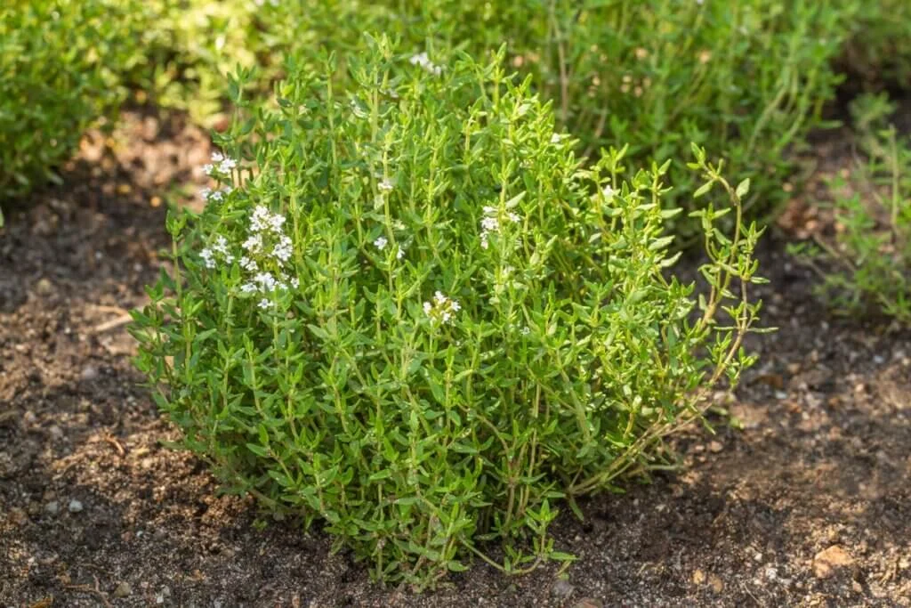 A close-up of a lush, green thyme plant with small white flowers growing in dark soil.