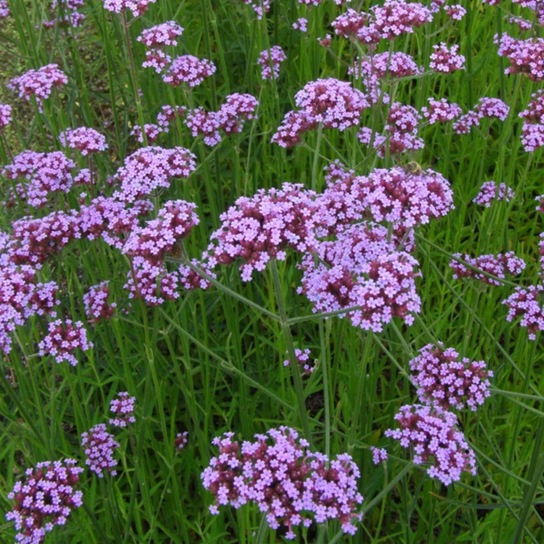 A close-up of small purple flowers on long green stems in a field.
