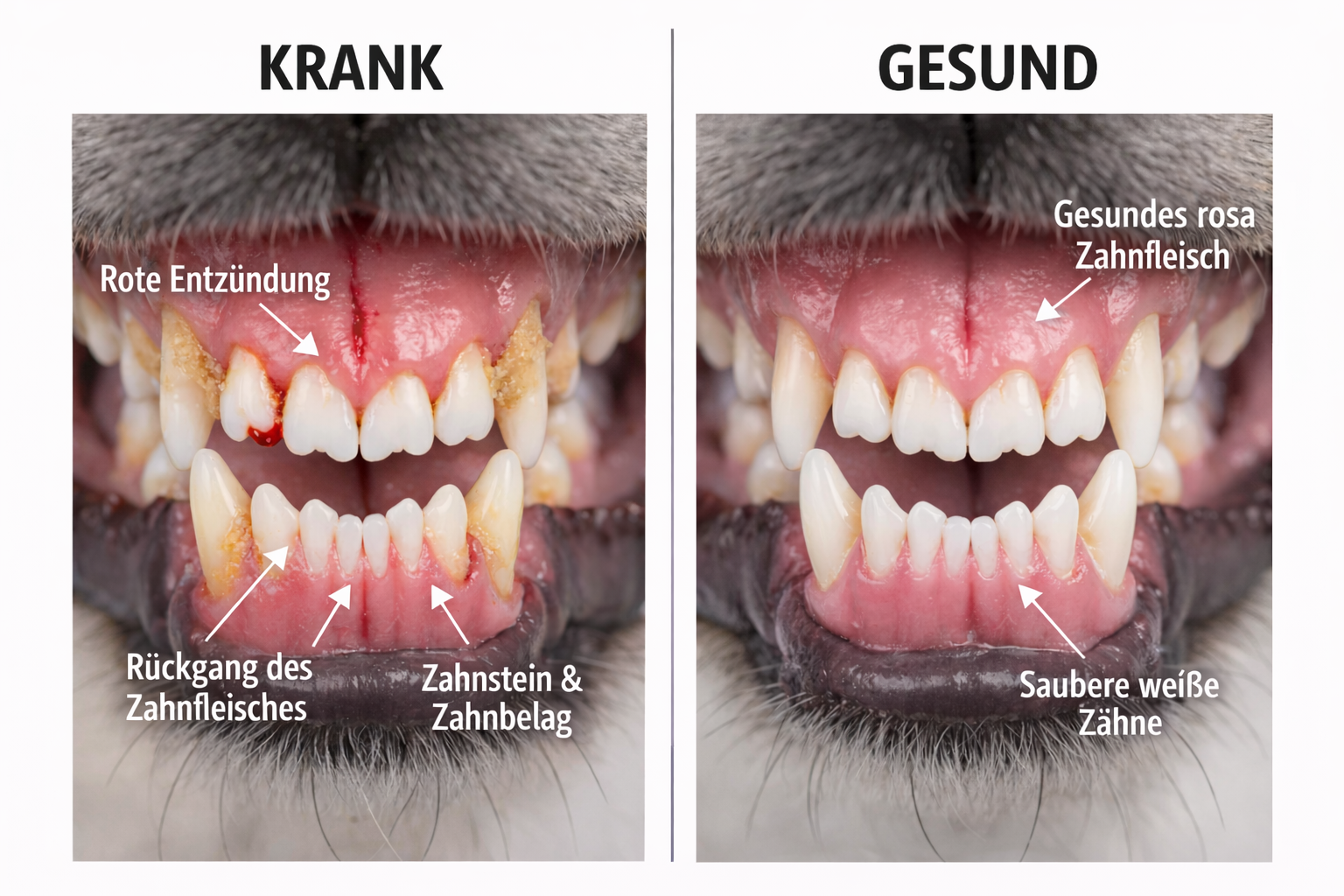 A before-and-after comparison of a dog's teeth, showing unhealthy, plaque-covered teeth versus clean, healthy teeth.