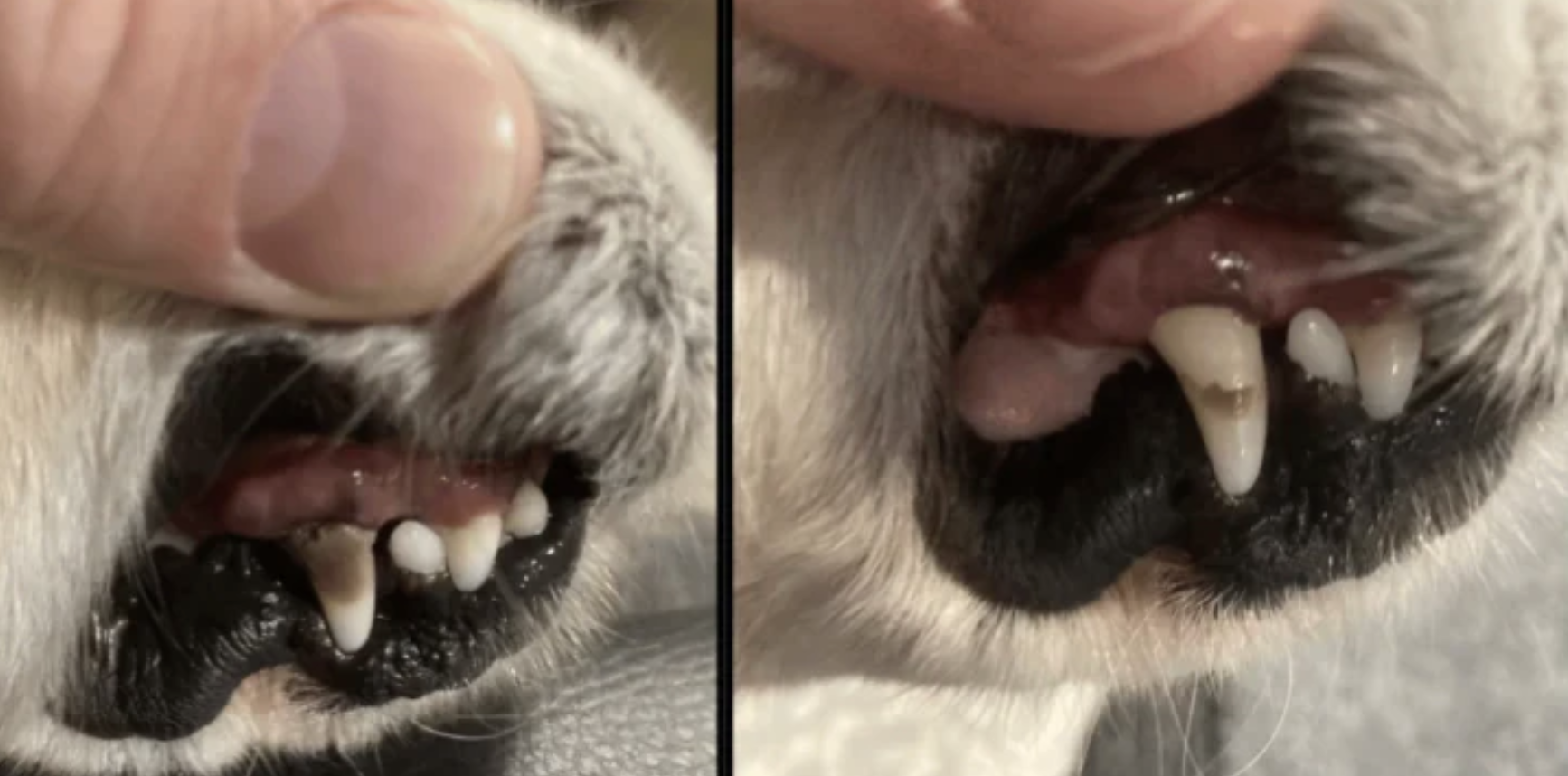 A split image showing close-ups of a small animal's teeth, with one tooth showing a dark spot.