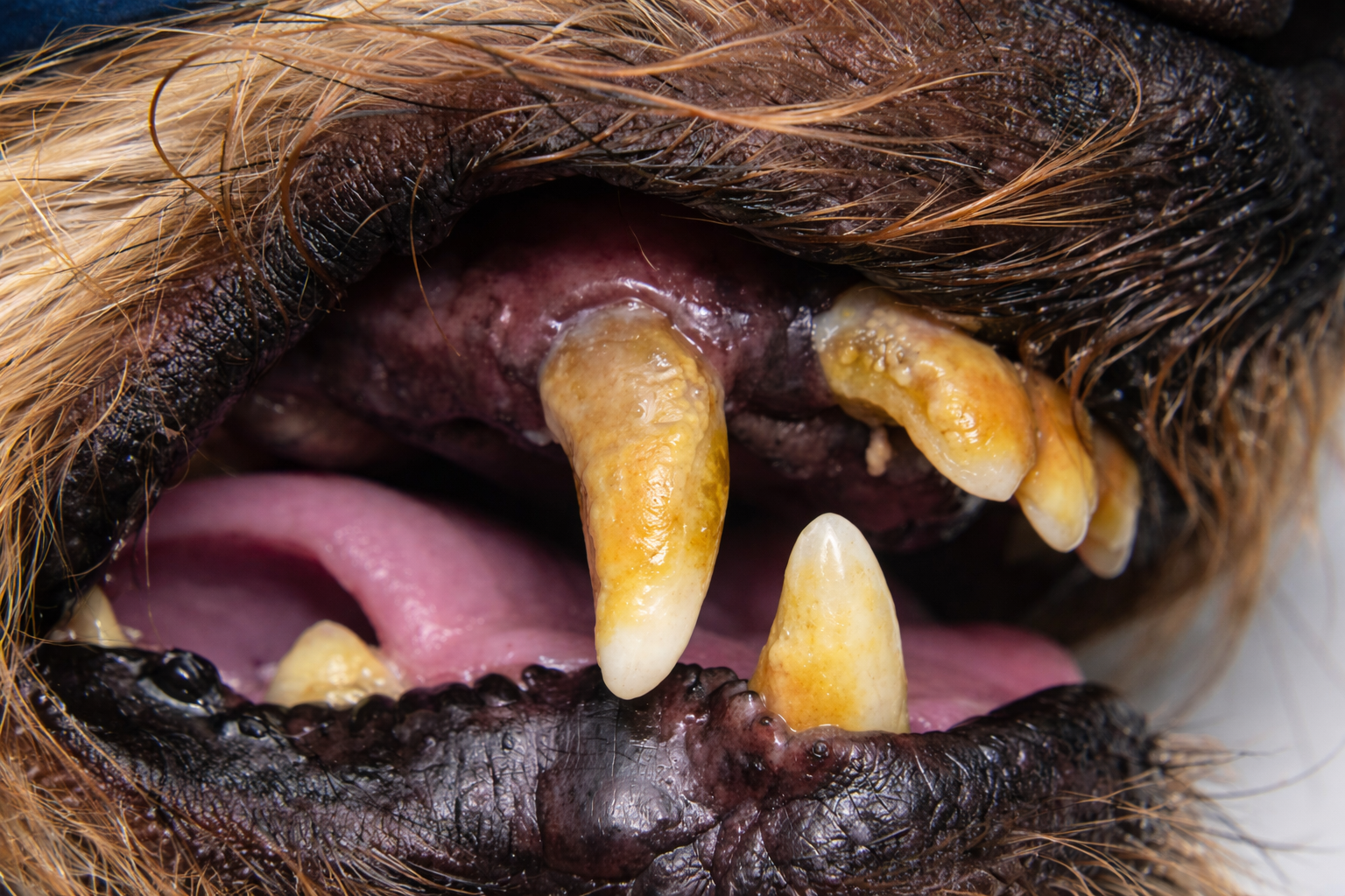 A close-up of a dog's open mouth showing severe yellow tartar buildup on its teeth.
