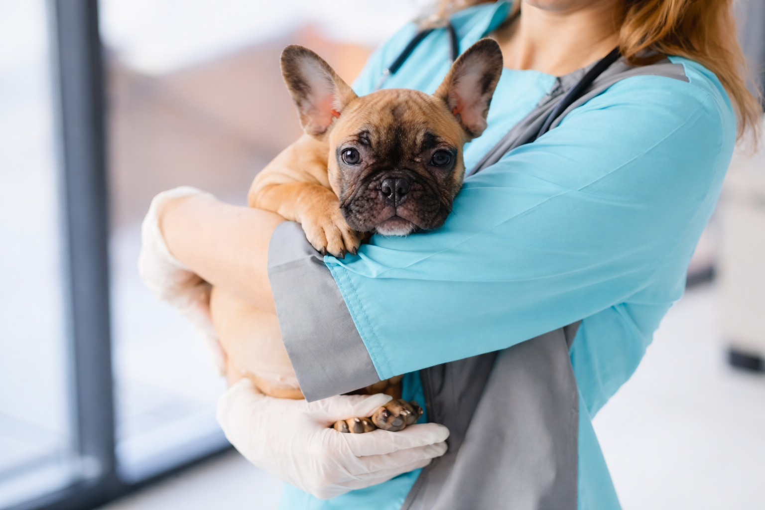 A veterinarian in blue scrubs and white gloves holds a small, brown French bulldog puppy.