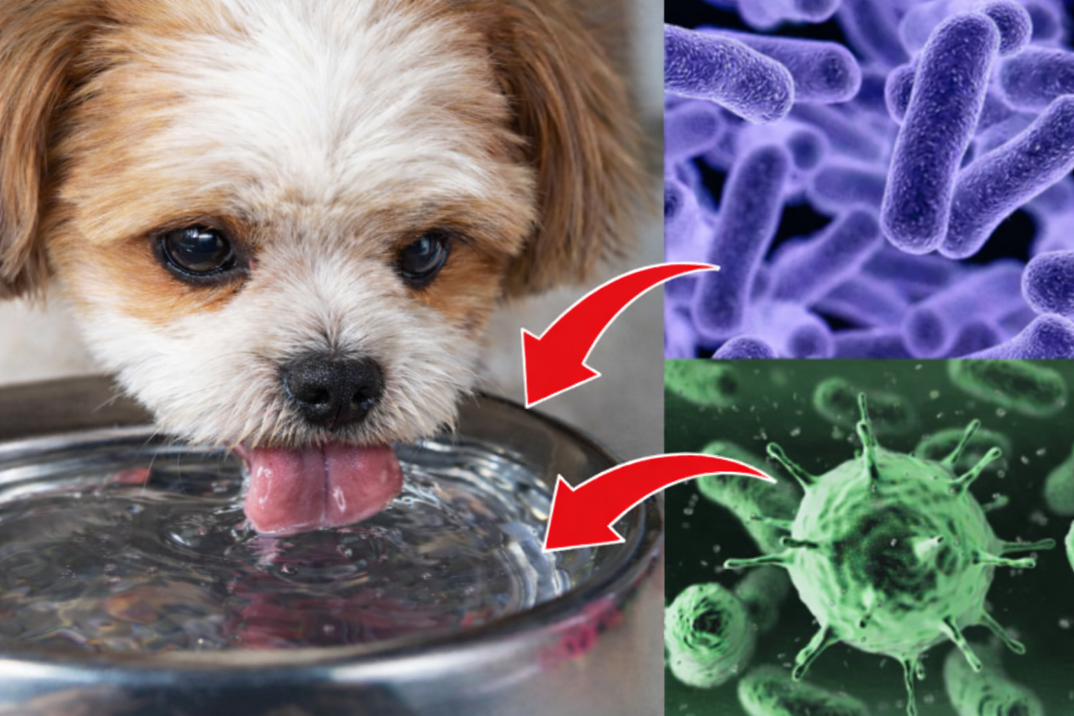 A dog drinking water from a bowl, with arrows pointing to illustrations of bacteria and viruses.
