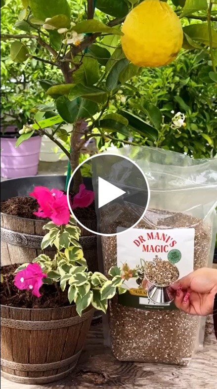 A potted lemon tree, a bougainvillea plant, and a hand scooping soil from a large bag.