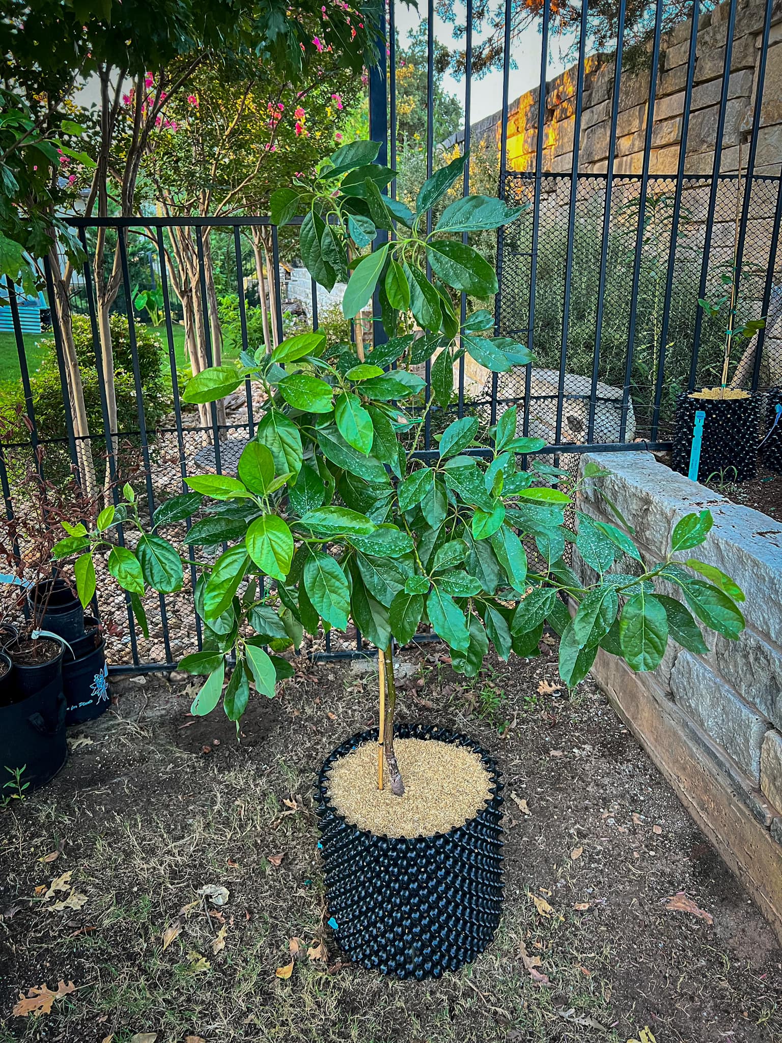 A young avocado tree with vibrant green leaves growing in a black air pot in a backyard.