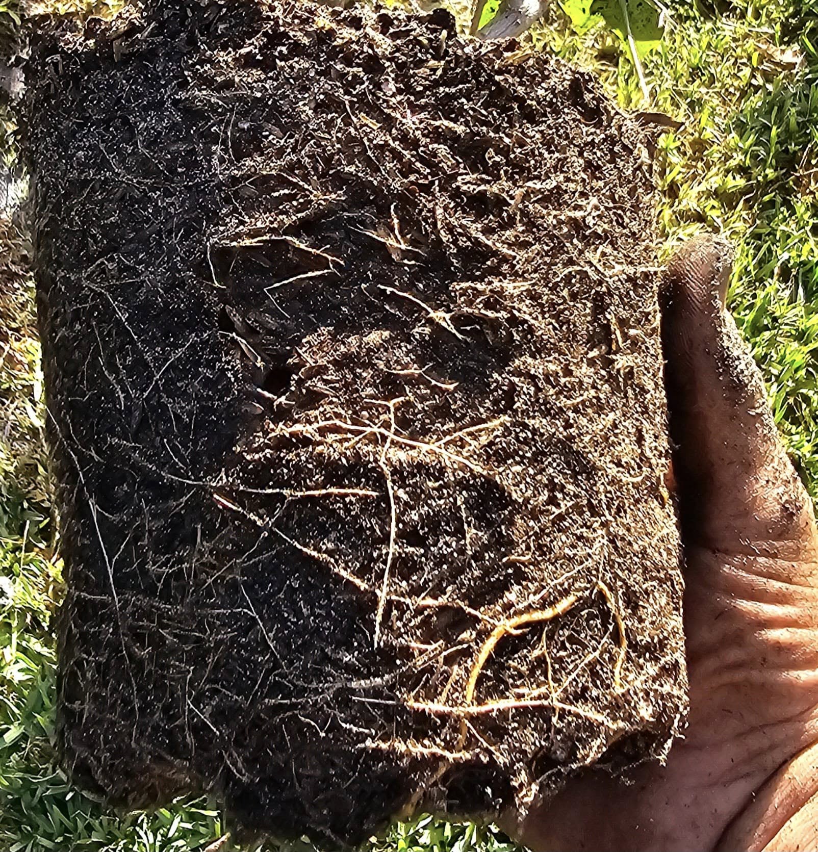 A hand holds a rectangular block of dark soil, showing a dense network of healthy plant roots.