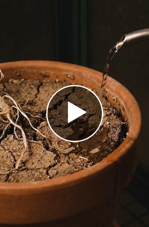 A close-up of water being poured from a spout onto dry, cracked soil in a terracotta pot.