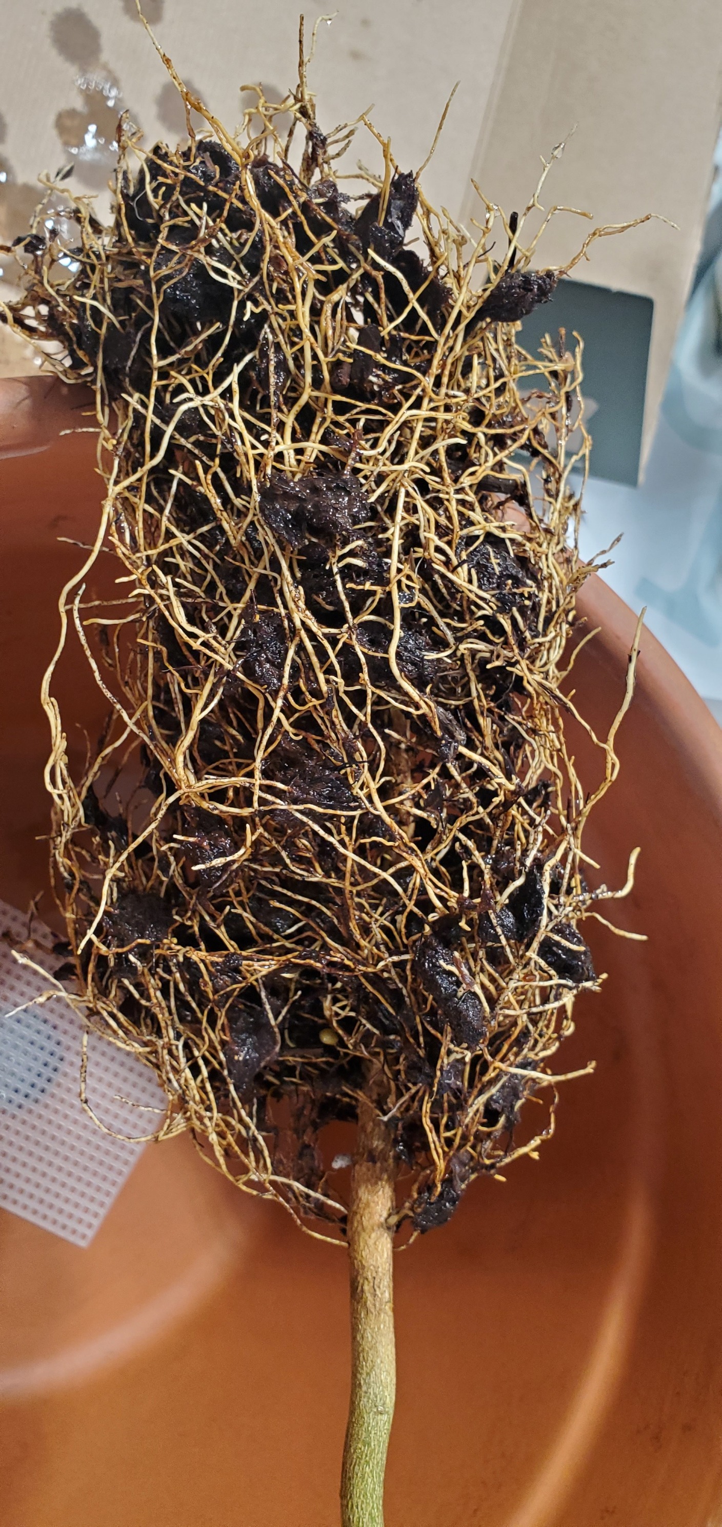 A plant's dense, tangled root ball with soil, held above a terracotta-colored pot.