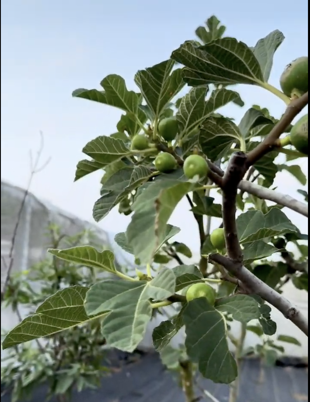 A close-up of a fig tree with green leaves and several small, unripe figs on its branches.