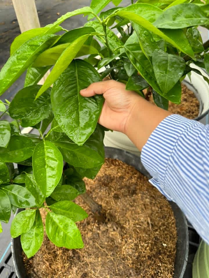 A person's hand in a striped sleeve gently holds a large, wet green leaf of a potted plant.