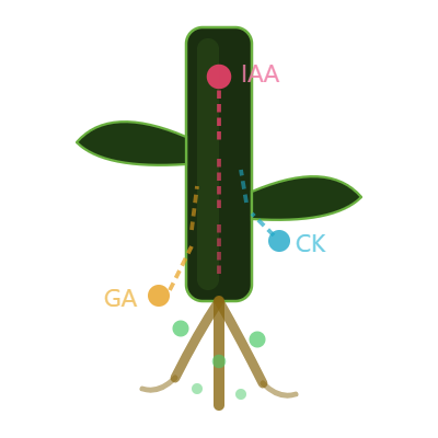 A diagram of a plant showing the pathways of hormones IAA, CK, and GA.