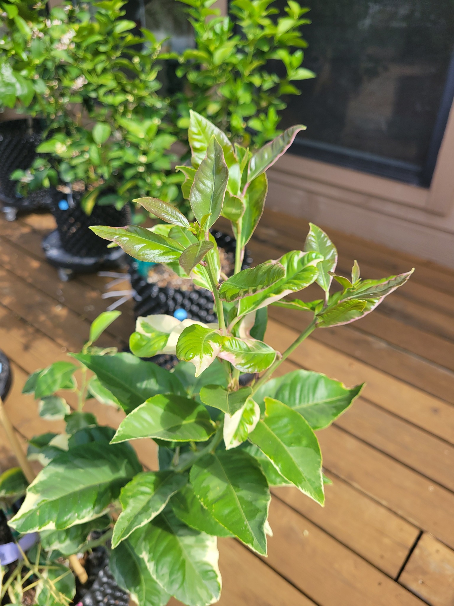 A close-up of a potted plant with variegated green, white, and pink leaves on a wooden deck.